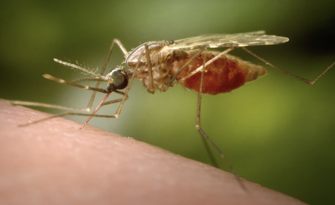 (James Gathany/CDC via AP, File)